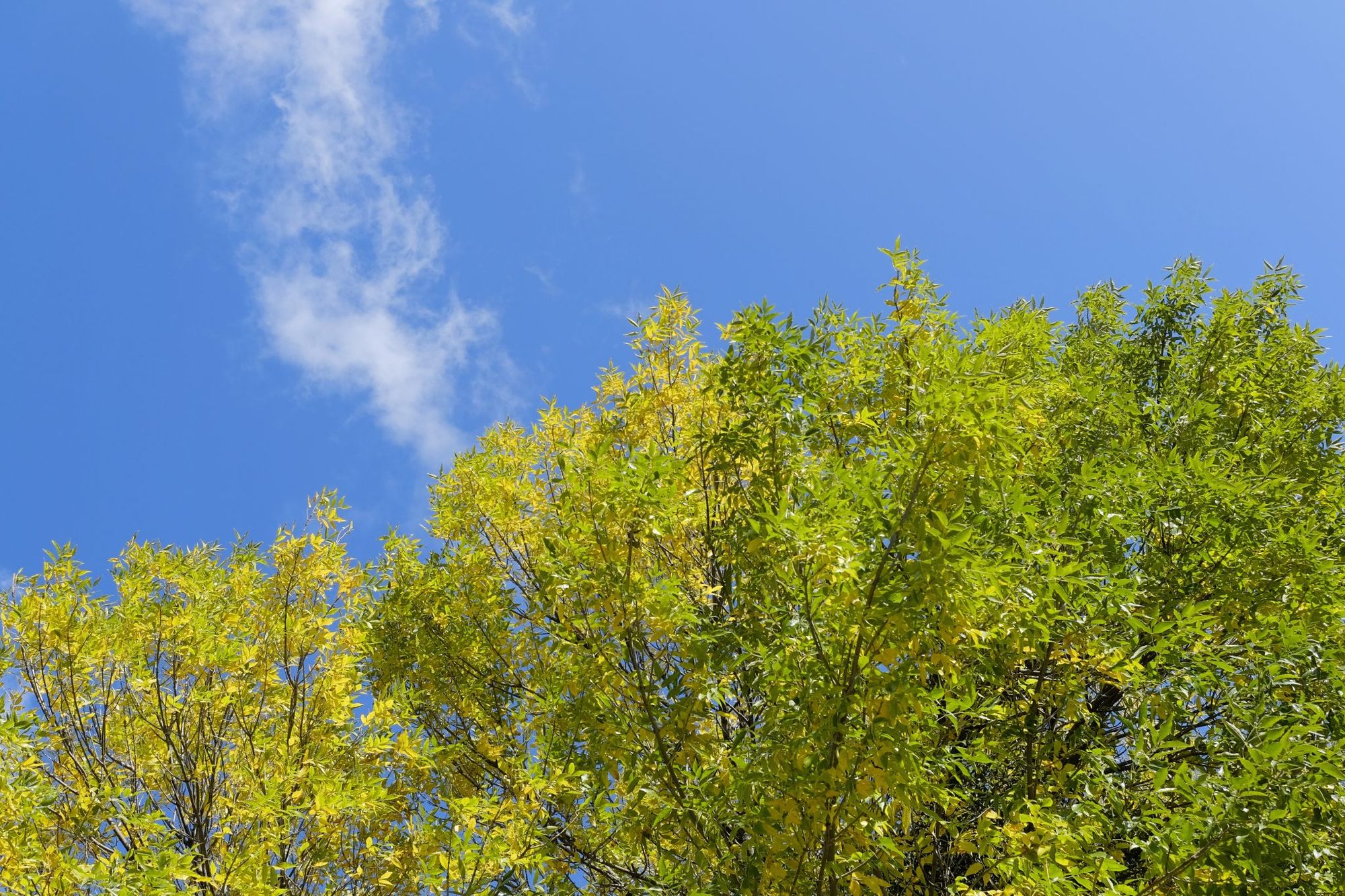 Jesień, gra w zielone