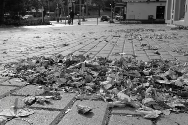 Liście lecą z drzew