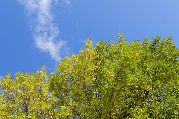 Jesień, gra w zielone