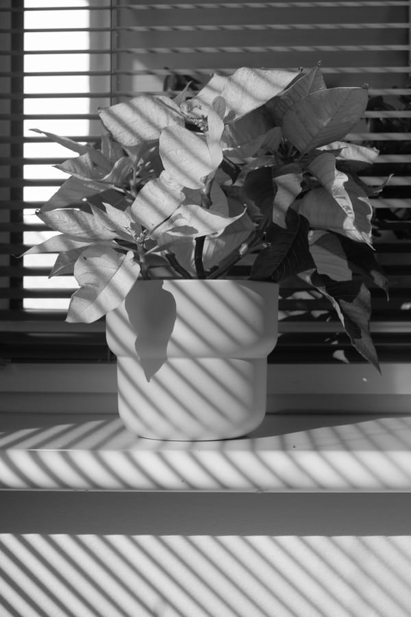 Światło jest wszystkim